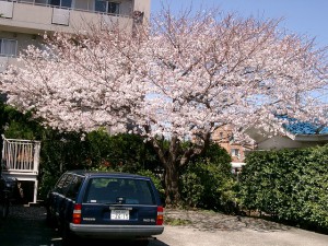 sakura