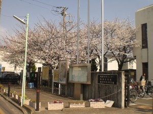 sakura1